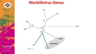 Overview of PPR in West Africa