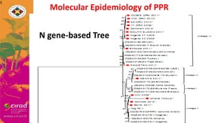Overview of PPR in West Africa