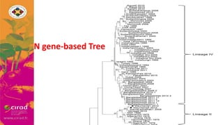 Overview of PPR in West Africa