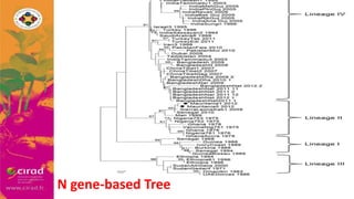 Overview of PPR in West Africa