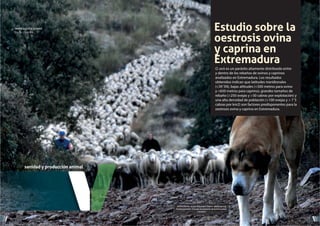 BADAJOZVETERINARIA
sanidad y producción animal
NÚMERO 12. SEPTIEMBRE 2018
Estudio sobre la
oestrosis ovina
y caprina en
Extremadura
MARÍA ALCAIDE ALONSO
Dra en Veterinaria
O. ovis es un parásito altamente distribuido entre
y dentro de los rebaños de ovinos y caprinos
analizados en Extremadura. Los resultados
obtenidos indican que latitudes meridionales
(<39´5N), bajas altitudes (<500 metros para ovino
y <650 metros para caprino), grandes tamaños de
rebaño (>250 ovejas y >30 cabras por explotación) y
una alta densidad de población (>100 ovejas y > 7´5
cabras por km2) son factores predisponentes para la
oestrosis ovina y caprina en Extremadura.
FOTOGRAFÍA: Autor: Alejandro Calero. @alecalerog
Fotopastoreate. Escuela de pastores de Extremadura.
Castuera
7
6
 