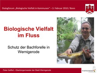 Biologische Vielfalt im Fluss Schutz der Bachforelle in Wernigerode Peter Gaffert - Oberbürgermeister der Stadt Wernigerode 