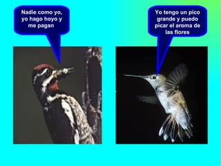 Nadie como yo, yo hago hoyo y me pagan  Yo tengo un pico grande y puedo picar el aroma de las flores 