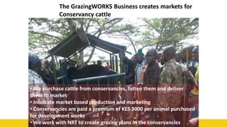 50
The GrazingWORKS Business creates markets for
Conservancy cattle
• We purchase cattle from conservancies, fatten them and deliver
them to market
• Inculcate market based production and marketing
• Conservancies are paid a premium of KES 3000 per animal purchased
for development works
• We work with NRT to create grazing plans in the conservancies
 