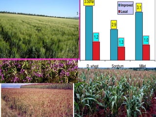 Achievements and challenges in Ethiopian agriculture