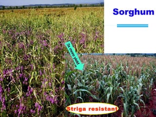 Achievements and challenges in Ethiopian agriculture