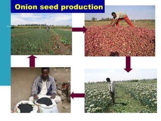 Achievements and challenges in Ethiopian agriculture