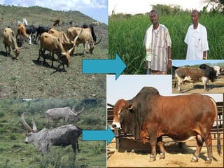 Achievements and challenges in Ethiopian agriculture