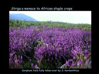 Enhancing science-based development in Africa: Where does Ethiopia stand?