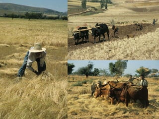 Enhancing science-based development in Africa: Where does Ethiopia stand?