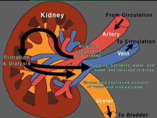 kidney dialysis prostaglandins satya osmoregulation hl