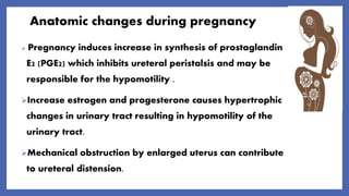 Anatomic changes during pregnancy
 Pregnancy induces increase in synthesis of prostaglandin
E2 (PGE2) which inhibits ureteral peristalsis and may be
responsible for the hypomotility .
Increase estrogen and progesterone causes hypertrophic
changes in urinary tract resulting in hypomotility of the
urinary tract.
Mechanical obstruction by enlarged uterus can contribute
to ureteral distension.
 