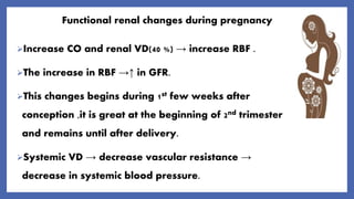 Functional renal changes during pregnancy
Increase CO and renal VD(40 %) → increase RBF .
The increase in RBF →↑ in GFR.
This changes begins during 1st few weeks after
conception ,it is great at the beginning of 2nd trimester
and remains until after delivery.
Systemic VD → decrease vascular resistance →
decrease in systemic blood pressure.
 