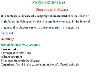 SWINE ERYSIPELAS
Diamond skin disease
It is contagious disease of young pigs characterized in acute cases by
high fever, reddish spots on the skin and haemorrhages in the internal
organs and in chronic cases by dyspnoea, arthritis, vegetative
endocarditis.
Aetiology
•Erysipelothrix rhusiopathiae
Transmission
Through skin abrasions
Alimentary tract
Flies may transmit the disease
Organisms found in the excreta and urine of affected animals
 