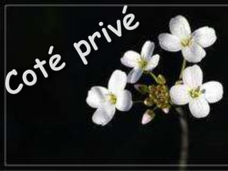 Diamonds  prestige  events ok