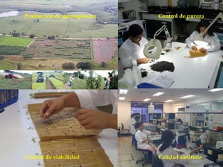 Día Mundial de la Alimentación.... . . de la importancia de los ‘Plan b’ en Recursos Fitogenéticos