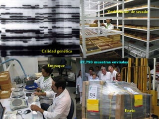 Día Mundial de la Alimentación.... . . de la importancia de los ‘Plan b’ en Recursos Fitogenéticos