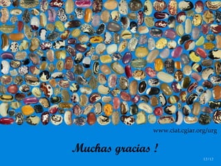 Día Mundial de la Alimentación.... . . de la importancia de los ‘Plan b’ en Recursos Fitogenéticos