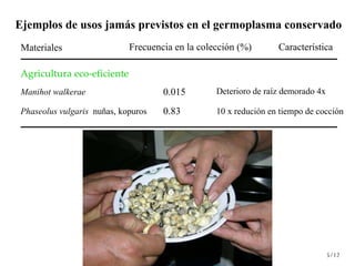 Día Mundial de la Alimentación.... . . de la importancia de los ‘Plan b’ en Recursos Fitogenéticos