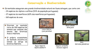 Conservação e Biodiversidade
Lince-ibérico
Lynx pardinus
Águia imperial
Aquila adalberti
Grou-comum
Grus grus
Os montados ...