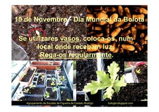 10 de Novembro - Dia Mundial da Bolota

 Se utilizares vasos, coloca-os num
       local onde recebam luz.
         Rega-os regularmente.



                                                            Vasos com bolotas que germinaram




   Agrupamento de Escolas de Figueira de Castelo Rodrigo   bologta.blogspot.com
 