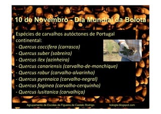 10 de Novembro - Dia Mundial da Bolota
Espécies de carvalhos autóctones de Portugal
continental:
- Quercus coccifera (carrasco)
- Quercus suber (sobreiro)
- Quercus ilex (azinheira)
- Quercus canariensis (carvalho-de-monchique)
- Quercus robur (carvalho-alvarinho)
- Quercus pyrenaica (carvalho-negral)
- Quercus faginea (carvalho-cerquinho)
- Quercus lusitanica (carvalhiça)

    Agrupamento de Escolas de Figueira de Castelo Rodrigo   bologta.blogspot.com
 