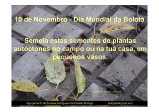 10 de Novembro - Dia Mundial da Bolota


   Semeia estas sementes de plantas
autóctones no campo ou na tua casa, em
           pequenos vasos.



                                                       Empacotamento das bolotas para distribuir




   Agrupamento de Escolas de Figueira de Castelo Rodrigo                     bologta.blogspot.com
 