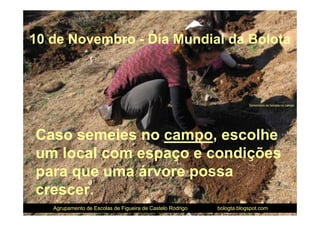 10 de Novembro - Dia Mundial da Bolota



                                                                       Sementeira de bolotas no campo




Caso semeies no campo, escolhe
um local com espaço e condições
para que uma árvore possa
crescer.
   Agrupamento de Escolas de Figueira de Castelo Rodrigo   bologta.blogspot.com
 
