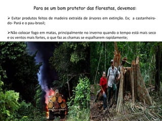 Dia Mundial da Floresta