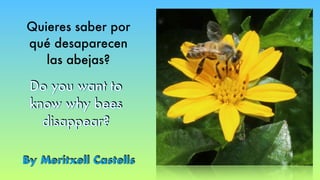 Quieres saber por
qué desaparecen
las abejas?
By Meritxell Castells
Do you want to
know why bees
disappear?
 