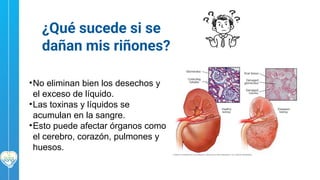 DIA MUNDIAL DEL RIÑON.pptx.......................... | PPTX