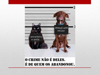 Dia mundial do animal