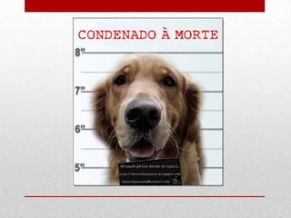 Dia mundial do animal