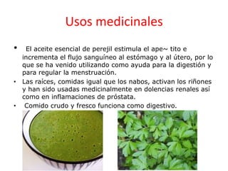 Usos medicinales
•  El aceite esencial de perejil estimula el ape~ tito e
  incrementa el flujo sanguíneo al estómago y al útero, por lo
  que se ha venido utilizando como ayuda para la digestión y
  para regular la menstruación.
• Las raíces, comidas igual que los nabos, activan los riñones
  y han sido usadas medicinalmente en dolencias renales así
  como en inflamaciones de próstata.
• Comido crudo y fresco funciona como digestivo.
 
