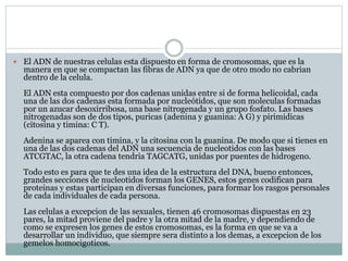  El ADN de nuestras celulas esta dispuesto en forma de cromosomas, que es la
manera en que se compactan las fibras de ADN ya que de otro modo no cabrian
dentro de la celula.
El ADN esta compuesto por dos cadenas unidas entre si de forma helicoidal, cada
una de las dos cadenas esta formada por nucleótidos, que son moleculas formadas
por un azucar desoxirribosa, una base nitrogenada y un grupo fosfato. Las bases
nitrogenadas son de dos tipos, puricas (adenina y guanina: A G) y pirimidicas
(citosina y timina: C T).
Adenina se aparea con timina, y la citosina con la guanina. De modo que si tienes en
una de las dos cadenas del ADN una secuencia de nucleotidos con las bases
ATCGTAC, la otra cadena tendria TAGCATG, unidas por puentes de hidrogeno.
Todo esto es para que te des una idea de la estructura del DNA, bueno entonces,
grandes secciones de nucleotidos forman los GENES, estos genes codifican para
proteinas y estas participan en diversas funciones, para formar los rasgos personales
de cada individuales de cada persona.
Las celulas a excepcion de las sexuales, tienen 46 cromosomas dispuestas en 23
pares, la mitad proviene del padre y la otra mitad de la madre, y dependiendo de
como se expresen los genes de estos cromosomas, es la forma en que se va a
desarrollar un individuo, que siempre sera distinto a los demas, a excepcion de los
gemelos homocigoticos.
 