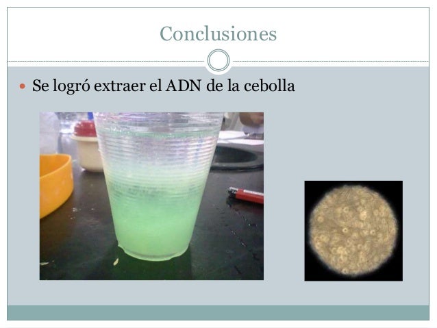 Extracción Del Adn De La Cebolla