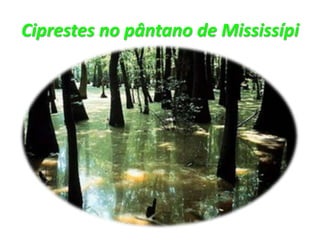 Ciprestes no pântano de Mississípi