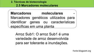 Fonte:blogaeet.org
Marcadores moleculares -
Marcadores genéticos utilizados para
identificar genes ou características
específicas em uma planta
2. Técnicas de biotecnologia
2.5 Marcadores moleculares
Arroz Sub1: O arroz Sub1 é uma
variedade de arroz desenvolvida
para ser tolerante a inundações.
18
 
