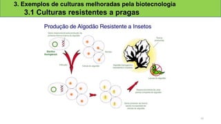 3. Exemplos de culturas melhoradas pela biotecnologia
3.1 Culturas resistentes a pragas
22
 