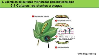 Fonte:blogaeet.org
3. Exemplos de culturas melhoradas pela biotecnologia
3.1 Culturas resistentes a pragas
A toxina ativa se une a
um receptor e origina
poros na membrana
23
 