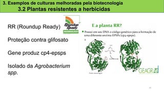3. Exemplos de culturas melhoradas pela biotecnologia
3.2 Plantas resistentes a herbicidas
RR (Roundup Ready)
Proteção contra glifosato
Gene produz cp4-epsps
Isolado da Agrobacterium
spp.
24
 