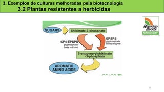 3. Exemplos de culturas melhoradas pela biotecnologia
3.2 Plantas resistentes a herbicidas
25
 