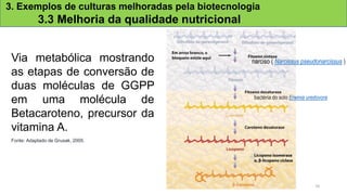 3. Exemplos de culturas melhoradas pela biotecnologia
3.3 Melhoria da qualidade nutricional
Via metabólica mostrando
as etapas de conversão de
duas moléculas de GGPP
em uma molécula de
Betacaroteno, precursor da
vitamina A.
Fonte: Adaptado de Grusak, 2005.
narciso ( Narcissus pseudonarcissus )
bactéria do solo Erwinia uredovora
26
 