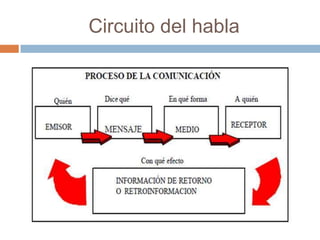 Circuito del habla
 