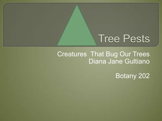Tree Pests  Creatures  That Bug Our Trees Diana Jane Gultiano Botany 202 