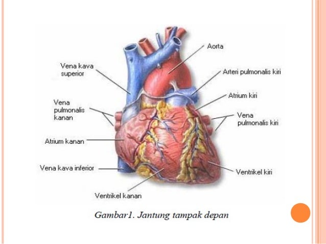 Dian Aj Ba Sistem Kardiovaskular