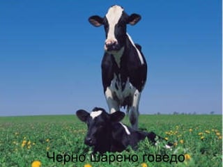 Farm "DIANA-MI" Korten, Bulgaria | PPT