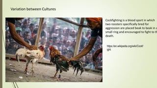 Variation between Cultures
Cockfighting is a blood sport in which
two roosters specifically bred for
aggression are placed beak to beak in a
small ring and encouraged to fight to th
death.
https://en.wikipedia.org/wiki/Cockf
ight
 