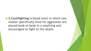  2.Cockfighting is blood snort in which two
rooster specifically bred for aggression are
placed beak to beak in a smallring and
encouraged to fight to the death.
 