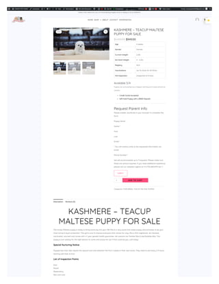 KASHMERE – TEACUP MALTESE PUPPY FOR SALE